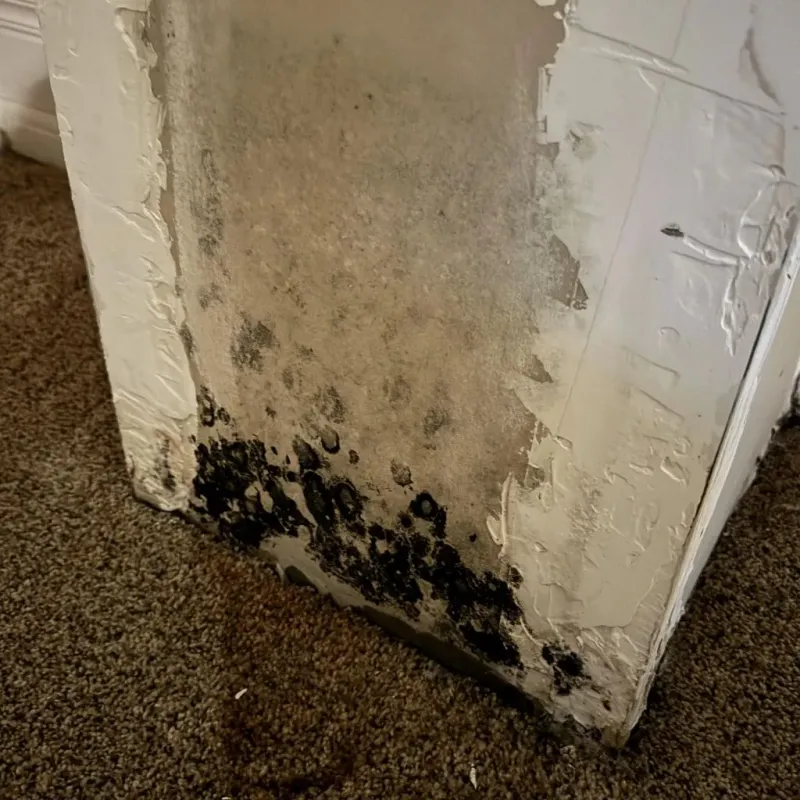 Professional Mold Removal in Spartanburg County, SC